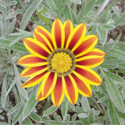 Gazánia Siesta Yellow Flame - Gazania rigens - semená - 20 ks