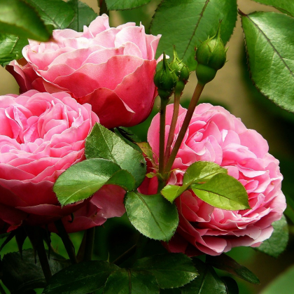 Ruža veľkokvetá popínavá ružová - Rosa - voľnokorenné sadenice ruže - 1 ks
