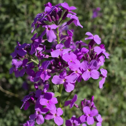 Večernica voňavá - Hesperis matronalis - semená - 100 ks