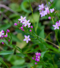 Zemežlč okolíkatá - Centaurium erythraea - semená - 0,01 g