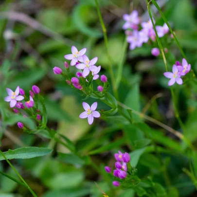 Zemežlč okolíkatá - Centaurium erythraea - semená - 0,01 g