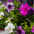 Petúnia veľkokvetá previsnutá - Surfínia - Petunia hybrida pendula - semená - 150 ks