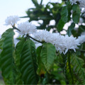 Kávovník arabský zakrpatený - Coffea arabica nana - semená - 5 ks