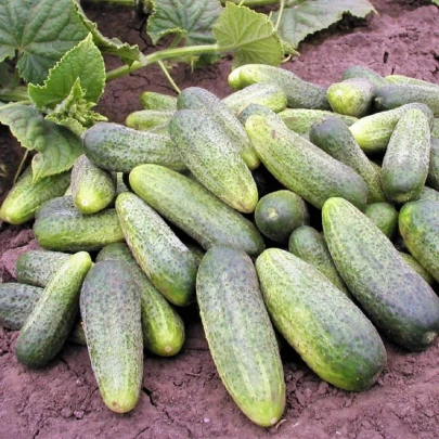 Uhorka Ornello F1 - Cucumis sativus - semená - 30 ks