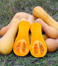 Tekvica muškátová Butterscotch PMT F1 - Cucurbita moschata - semená - 5 ks