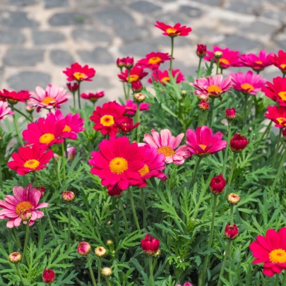 Margaréta Robinson ružová zmes - Tanacetum coccineum - semená - 100 ks