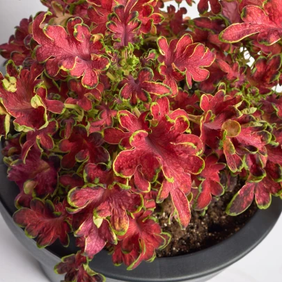 Africká pŕhľava Wizard Velvet Rose - Coleus blumei - semená - 30 ks