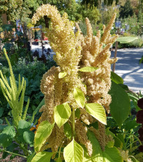 Láskavec Autumn Touch - Amaranthus caudatus - semená - 270 ks