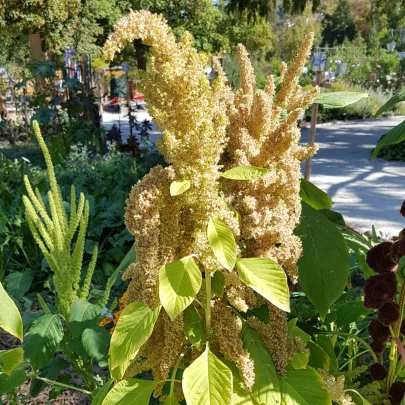 Láskavec Autumn Touch - Amaranthus caudatus - semená - 270 ks