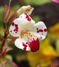 Čarodejka bodkovaná White Blotch - Mimulus - semená - 20 ks