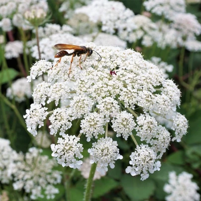 Mrkva Wildform - Daucus carota - semená - 250 ks