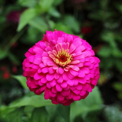 Cínia Zinderella Purple - Zinnia elegans - semená - 20 ks