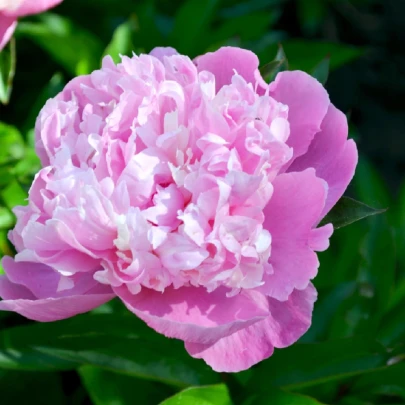 Pivónia Dr. Alex Flamming - Paeonia lactiflora - cibuľoviny - 1 ks