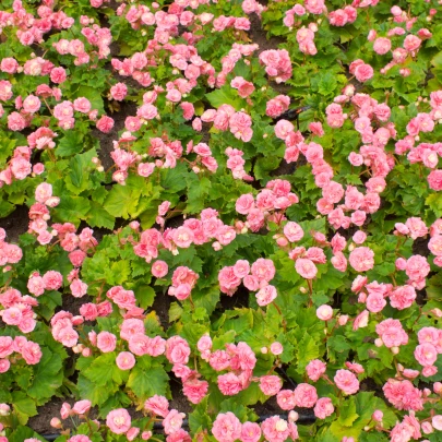 Begónia Big Pink Green Leaf F1- Begonia benariensis - semená - 8 ks