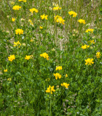 Ľadenec rožkatý - Lotus corniculatus - semená - 100 ks