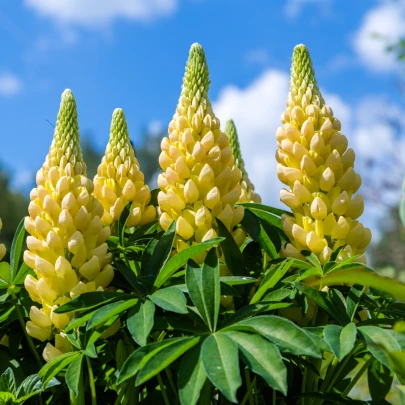 Lupina mnoholistá žltá - Lupinus polyphyllus - voľnokorenné sadenice lupiny - 1 ks