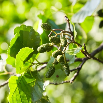 Jelša sivá - Alnus incana - semená - 8 ks