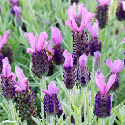 Levanduľa korunkatá - Lavandula stoechas - semená - 20 ks