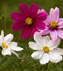 Krasuľka perovitá Sonata - Cosmos bipinnatus - semená - 20 ks