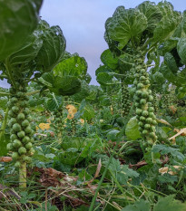 Kel ružičkový Casiopea - Brassica oleracea - semená - 400 ks