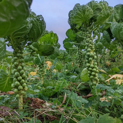 Kel ružičkový Casiopea - Brassica oleracea - semená - 400 ks