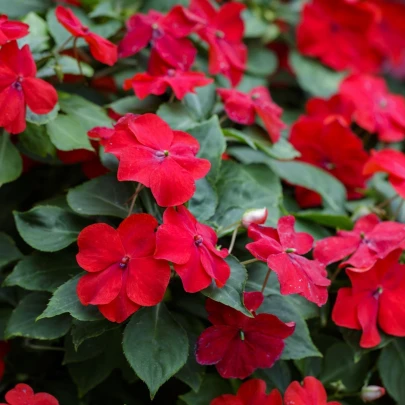 NetýkavkaBeacon Bright Red F1 - Impatiens walleriana - semená - 15 ks