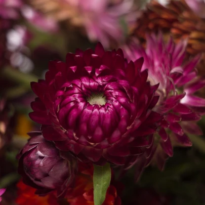 Slamiha listenatá Purple - Helichrysum bracteatum - semená - 300 ks