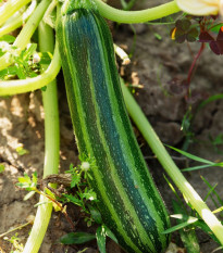 Cuketa Tapir - Cucurbita pepo - semená - 12 ks