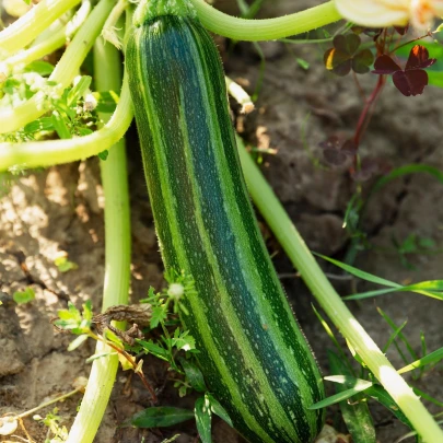 Cuketa Tapir - Cucurbita pepo - semená - 12 ks