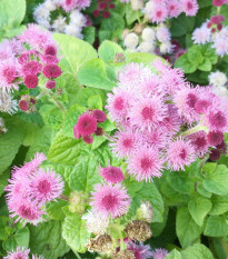 Agerát americký Pink - Ageratum houstonianum - semená - 30 ks