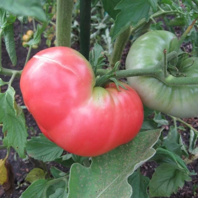 Paradajka Ponderosa Pink - Solanum lycopersicum - semená - 7 ks