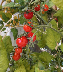 Paradajka Mini - Solanum lycopersicum - semená - 20 ks