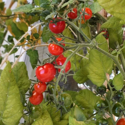 Paradajka Mini - Solanum lycopersicum - semená - 20 ks