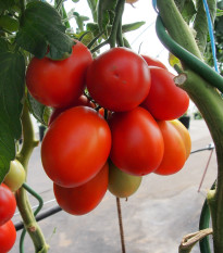 Paradajka Sonet F1 - Solanum lycopersicum - semená - 20 ks