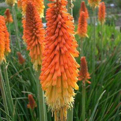 Mnohokvet  Hot Poker - Kniphofia uvaria Tritoma - semená - 4 ks