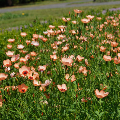 Ľan veľkokvetý Charmer Salmon - Linum grandiflorum - semená - 20 ks