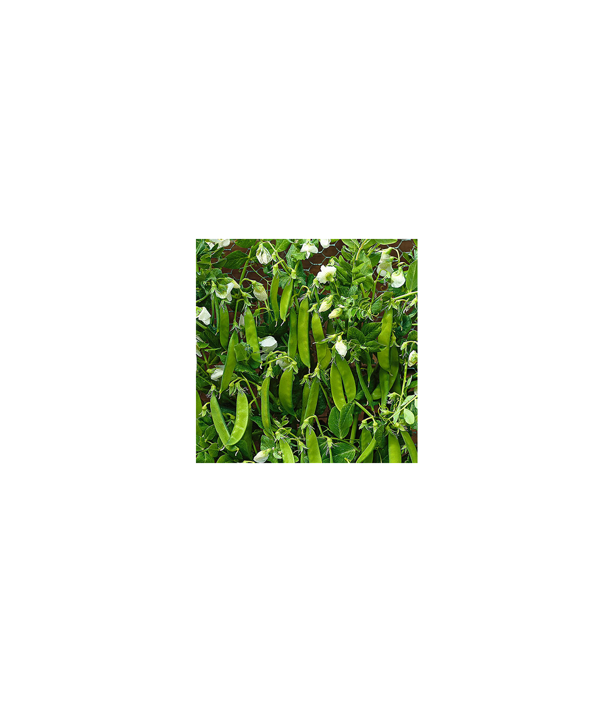 BIO Hrach cukrový Norli - Pisum sativum - Bio semená - 15 g
