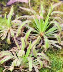 Rosička kapská Triffid Rose - Drosera Capensis - semená - 15 ks