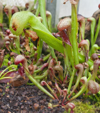 Darlingtonia kalifornská - Darlingtonia california - semená - 12 ks