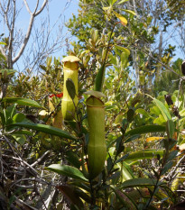 Krčiažník madagaskarský - Nepenthes madagascariensis - semená - 10 ks