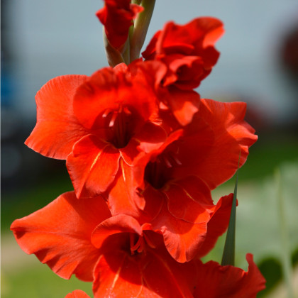 Gladiola červená -  Hunting song - cibuľoviny - 3 ks