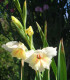 Gladiola Nanus Halley - Gladiolus - cibuľoviny - 3 ks