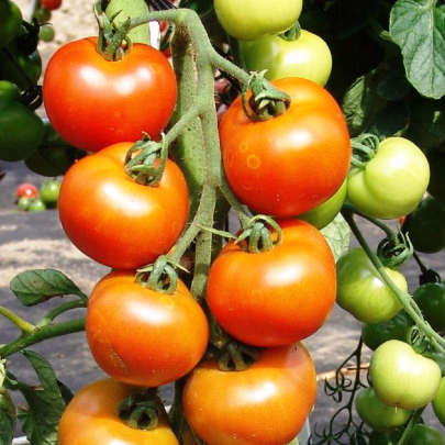 Paradajka Orkado F1 - Solanum lycopersicum - semená - 30 ks