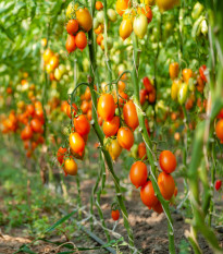 Paradajka Radana - Solanum lycopersicum - semená - 15 ks