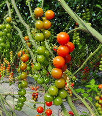 Paradajka Cherolla F1 - Solanum lycopersicum - semená - 5 ks