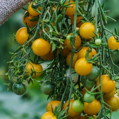 Paradajka Golden Currant - Solanum lycopersicum - semená - 5 ks