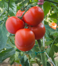 Paradajka Harzfeuer F1 - Solanum lycopersicum - semená - 6 ks