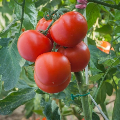 Paradajka Harzfeuer F1 - Solanum lycopersicum - semená - 6 ks