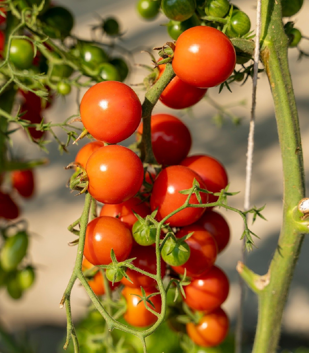 Paradajka Obrie hrozno - Solanum lycopersicum - semená - 7 ks