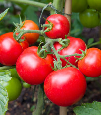 Paradajka Moneymaker - Solanum lycopersicum - semená - 20 ks